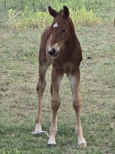 Beatles Bartender JW<BR>AQHA PENDING